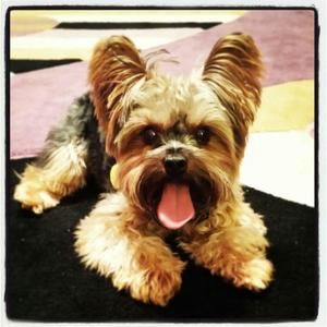 Meet your Posher, Debbie